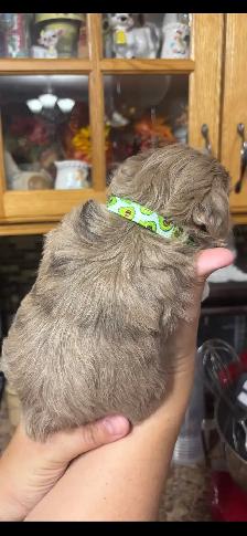 Maltipoo puppies! - Photo 4