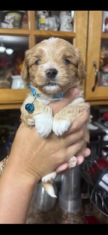Maltipoo puppies! - Photo 5