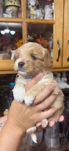 Maltipoo puppies! - Photo 6