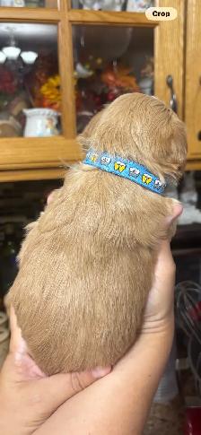 Maltipoo puppies! - Photo 7