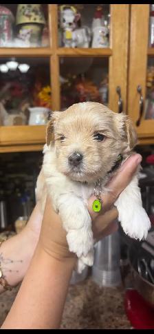 Maltipoo puppies! - Photo 8