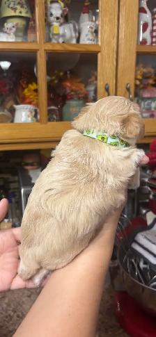 Maltipoo puppies! - Photo 9