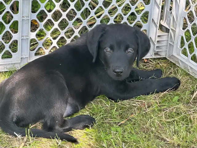 chiot labrador noir
