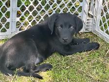 chiot labrador noir