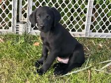 chiot labrador noir - Photo 2