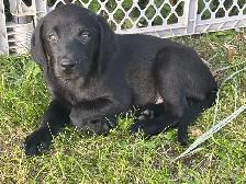 chiot labrador noir - Photo 3