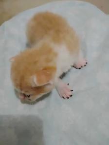 I have 1 male orange and white kitten available