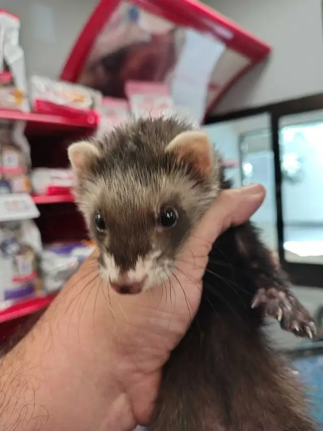 baby ferret