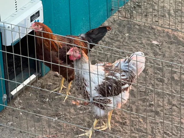 2 young roosters