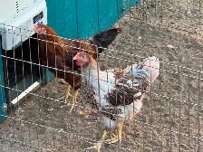2 young roosters