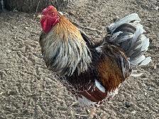2 young roosters - Photo 2