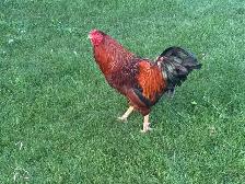 2 young roosters - Photo 3