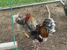 2 young roosters - Photo 4