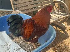 2 young roosters - Photo 5