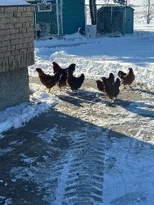 2 young roosters - Photo 6