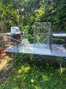 Solde D été pinsons perruches cages Elevages Laval - Photo 10