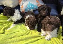 Goldendoodle - Photo 2