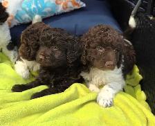 Goldendoodle - Photo 3