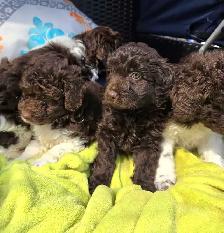 Goldendoodle - Photo 4