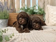 Goldendoodle - Photo 6