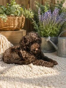 Goldendoodle - Photo 7
