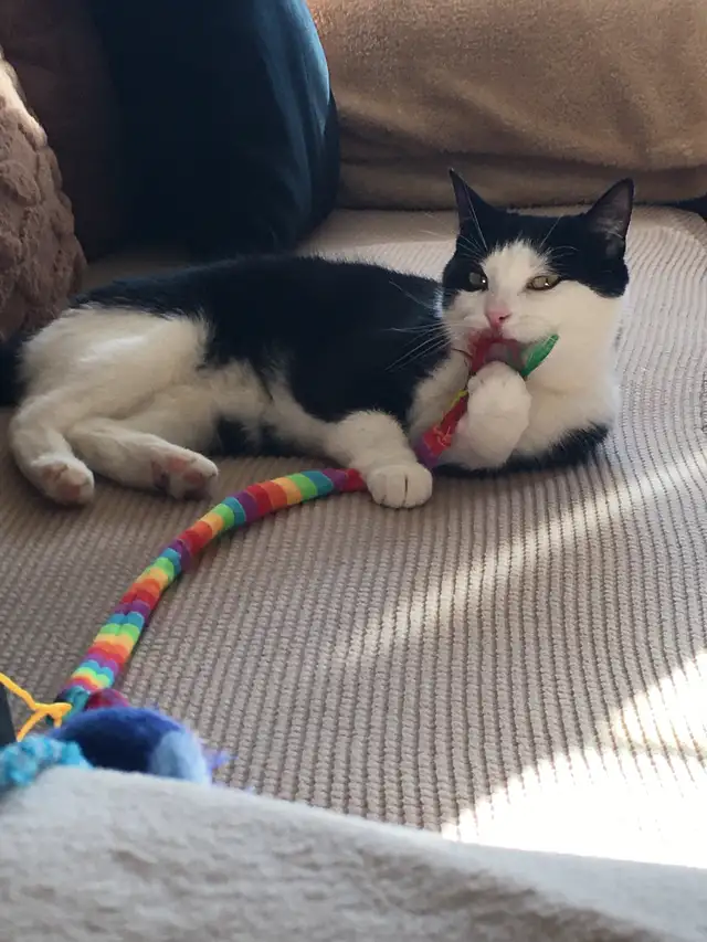 Tuxedo cat for rehoming