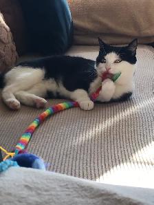 Tuxedo cat for rehoming