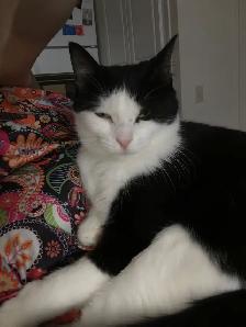 Tuxedo cat for rehoming - Photo 4