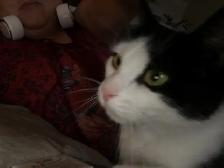 Tuxedo cat for rehoming - Photo 5