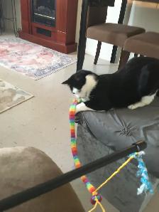 Tuxedo cat for rehoming - Photo 6