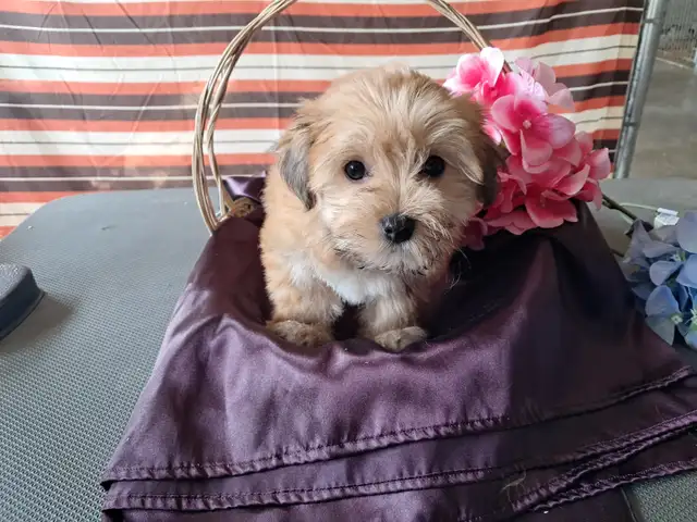 Havanese pups-CKC Registered