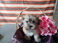 Havanese pups-CKC Registered - Photo 2