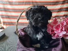 Havanese pups-CKC Registered - Photo 3