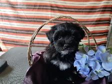 Havanese pups-CKC Registered - Photo 4