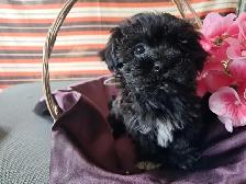 Havanese pups-CKC Registered - Photo 5
