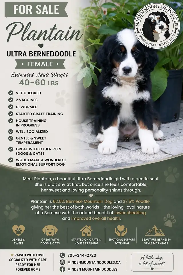 Ultra Bernedoodle Female