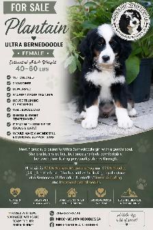 Ultra Bernedoodle Female
