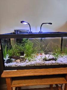 15-Gallon Planted Tank Kit - Fish and all accessories included - Photo 2