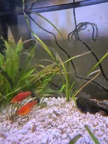 15-Gallon Planted Tank Kit - Fish and all accessories included - Photo 3
