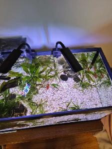 15-Gallon Planted Tank Kit - Fish and all accessories included - Photo 4