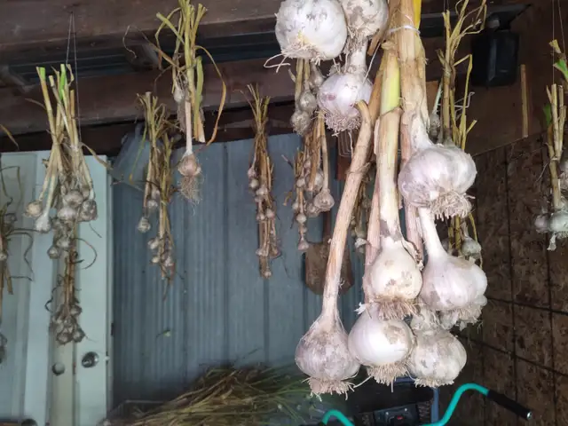 Fresh garlic for sale $2 each