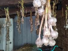 Fresh garlic for sale $2 each