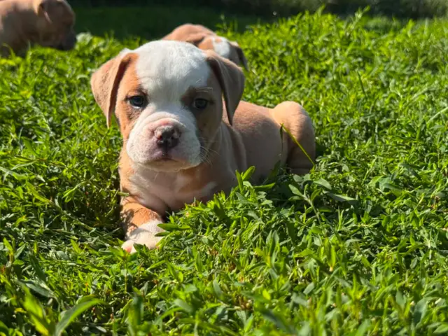 Olde English Bulldogs IOEBA REGISTERED