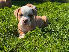 Olde English Bulldogs IOEBA REGISTERED