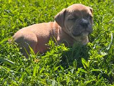 Olde English Bulldogs IOEBA REGISTERED - Photo 2