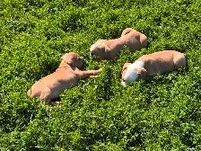Olde English Bulldogs IOEBA REGISTERED - Photo 3