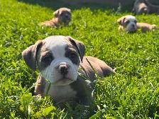 Olde English Bulldogs IOEBA REGISTERED - Photo 4
