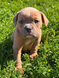Olde English Bulldogs IOEBA REGISTERED - Photo 5