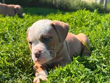 Olde English Bulldogs IOEBA REGISTERED - Photo 6