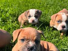 Olde English Bulldogs IOEBA REGISTERED - Photo 7
